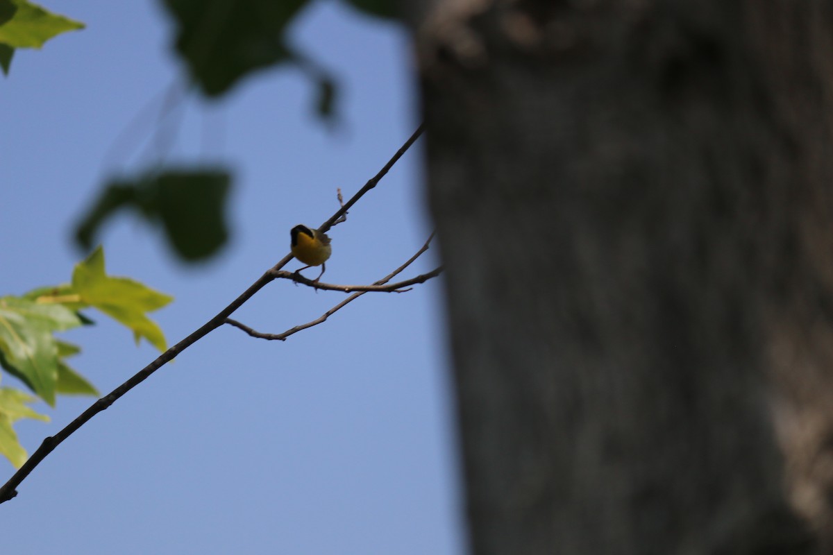 Common Yellowthroat - ML644473090