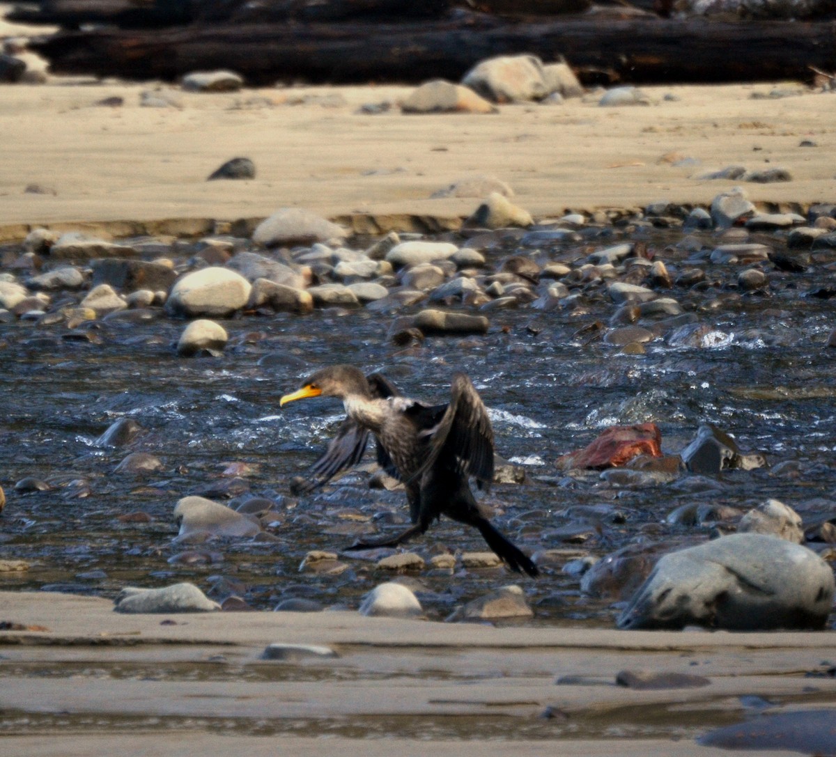 Double-crested Cormorant - ML644473092