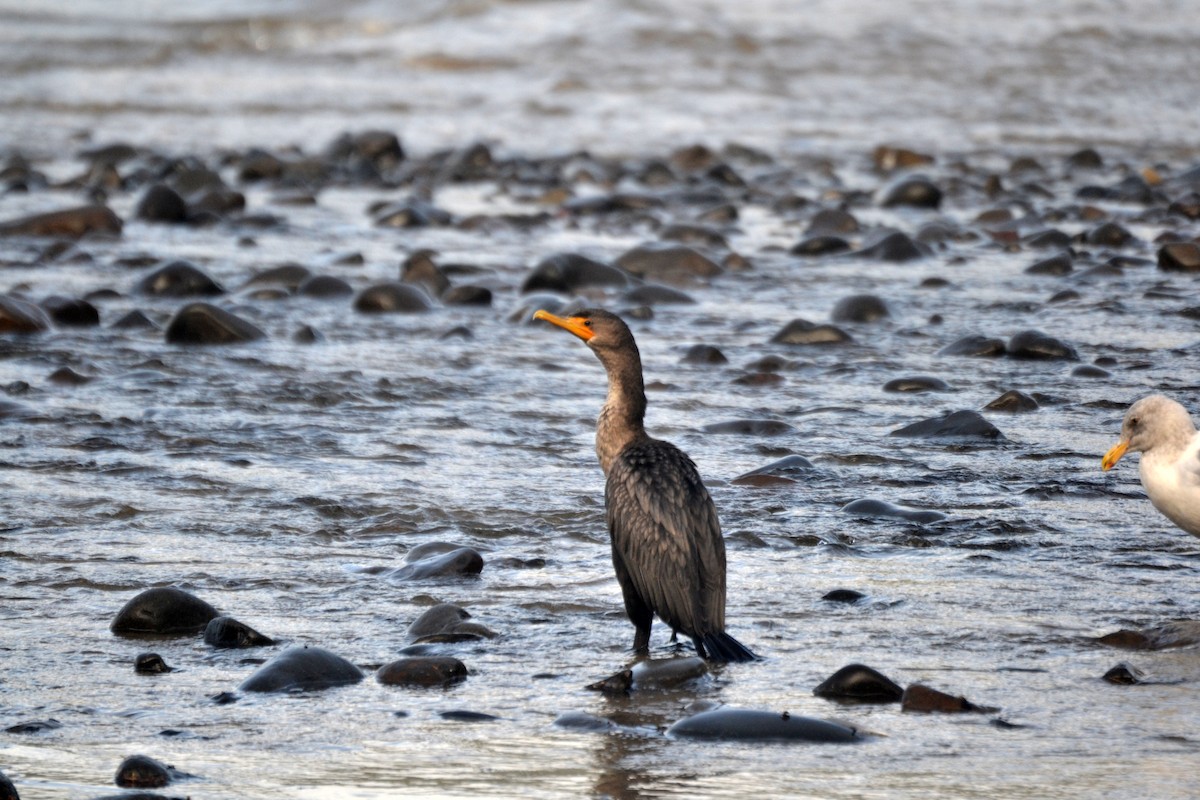 Double-crested Cormorant - ML644473093