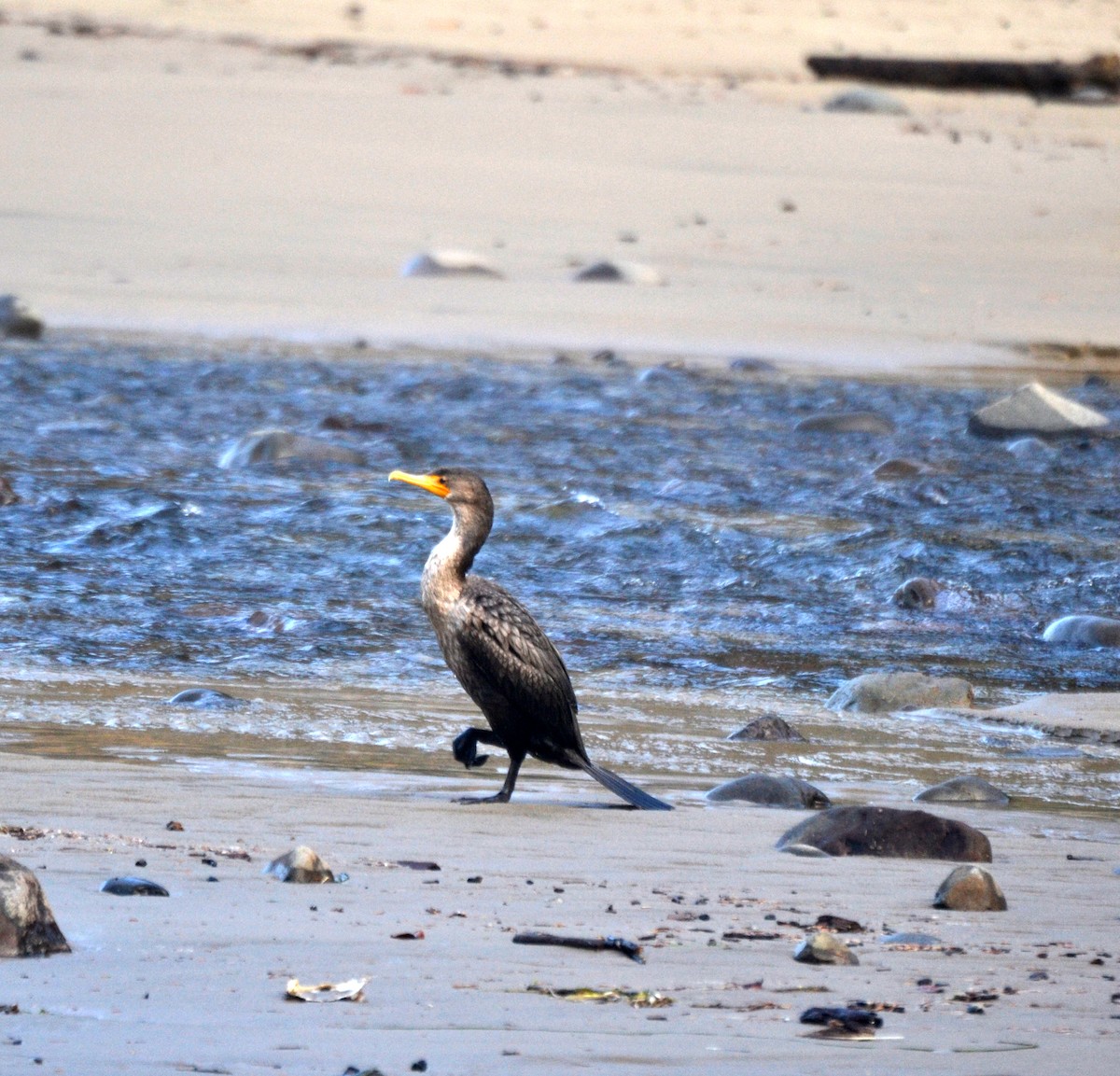 Double-crested Cormorant - ML644473094