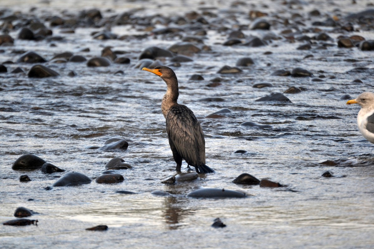 Double-crested Cormorant - ML644473095