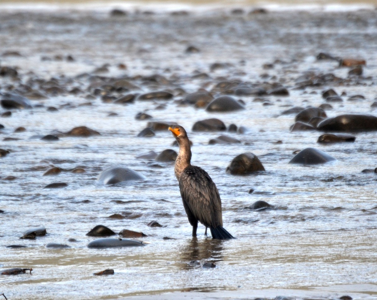 Double-crested Cormorant - ML644473096