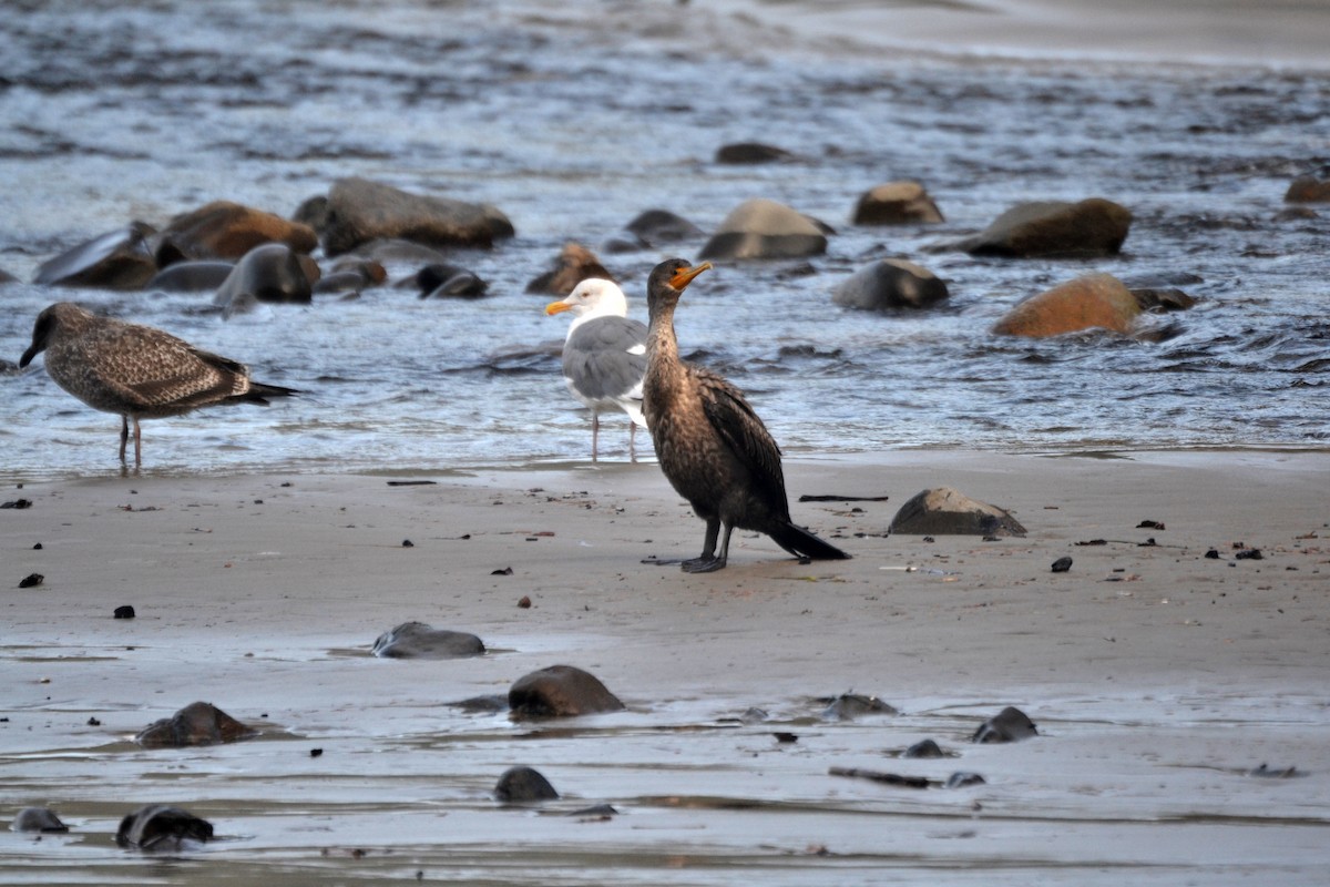 Double-crested Cormorant - ML644473097