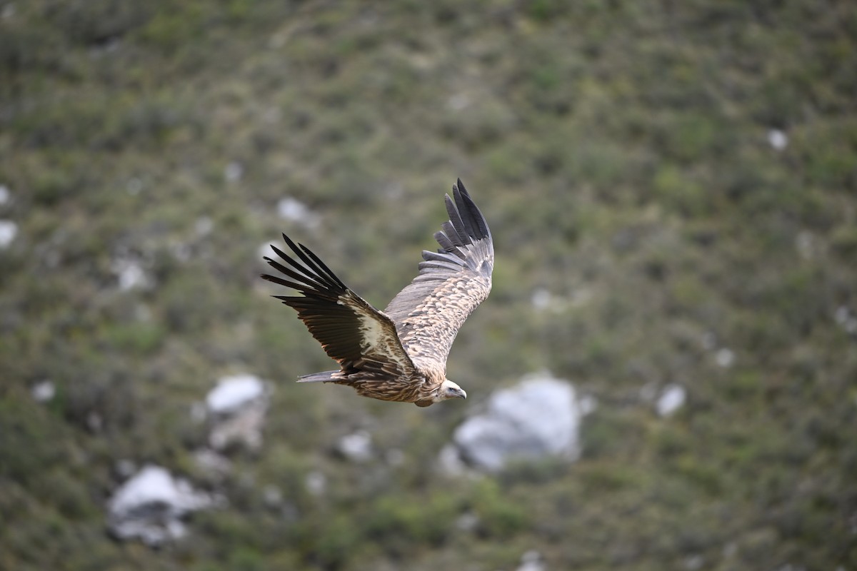 sup himálajský - ML644473104