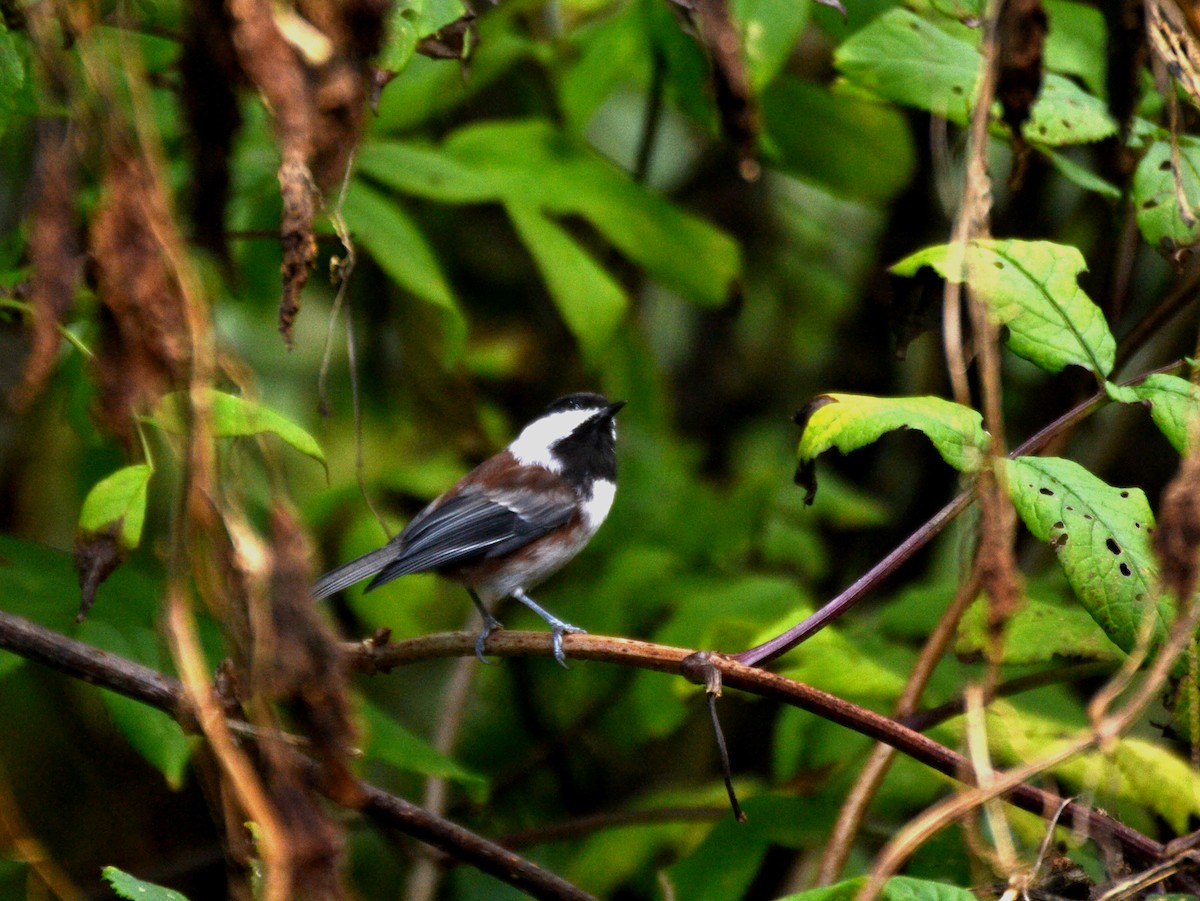 Chestnut-backed Chickadee - ML644473106