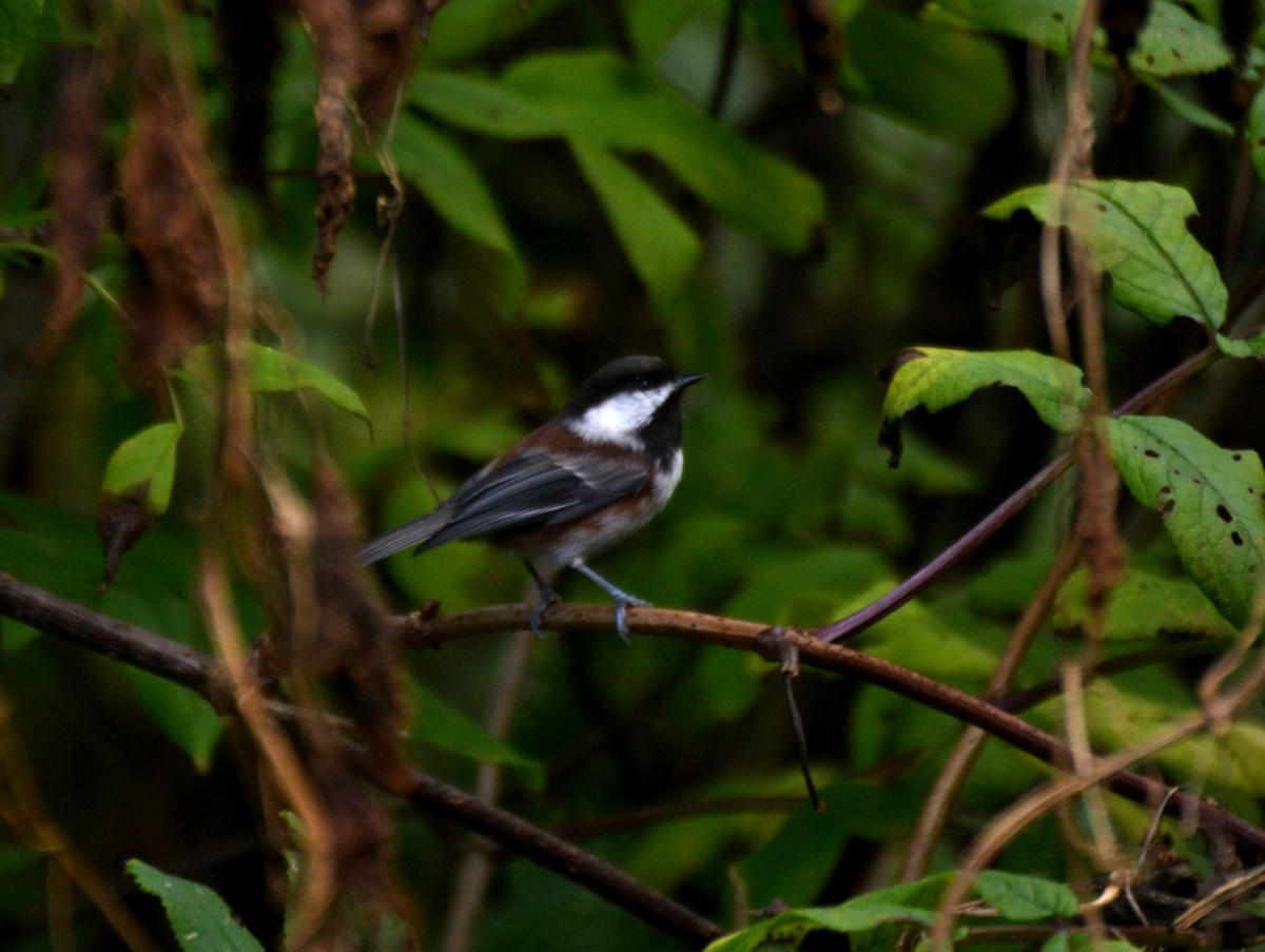 Chestnut-backed Chickadee - ML644473107