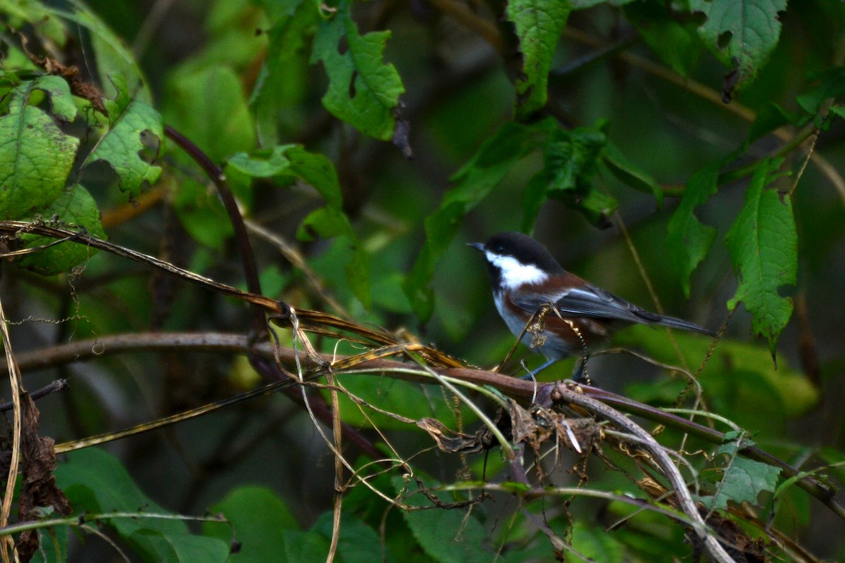 Chestnut-backed Chickadee - ML644473108