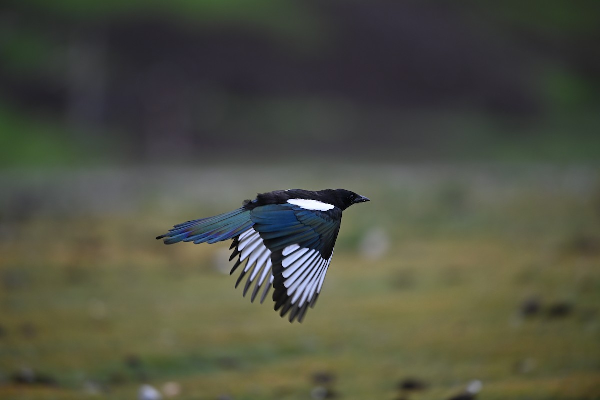 ヒマラヤカササギ - ML644473109