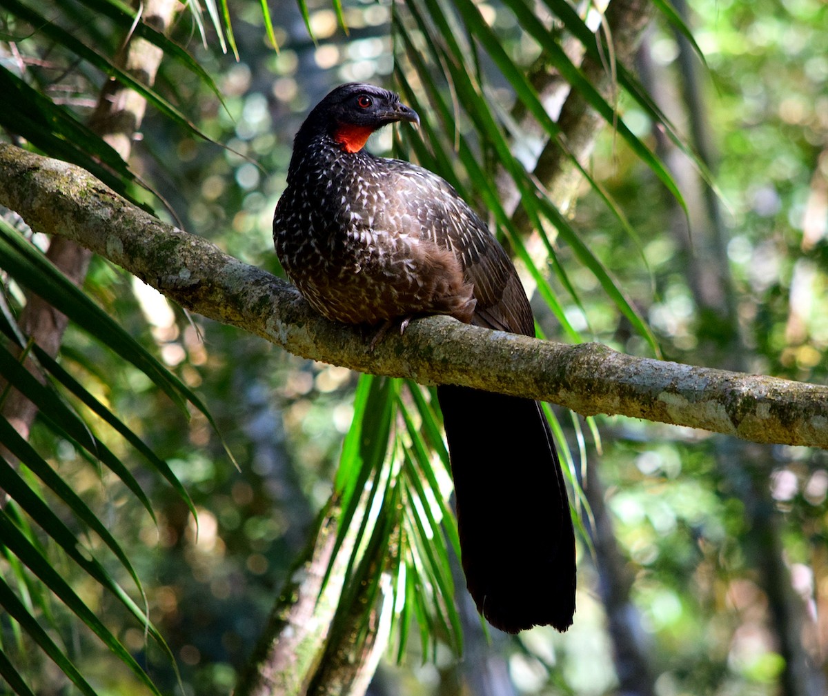 Pénélope yacouhou - ML644473117