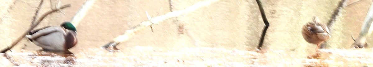 Canard colvert - ML644473118