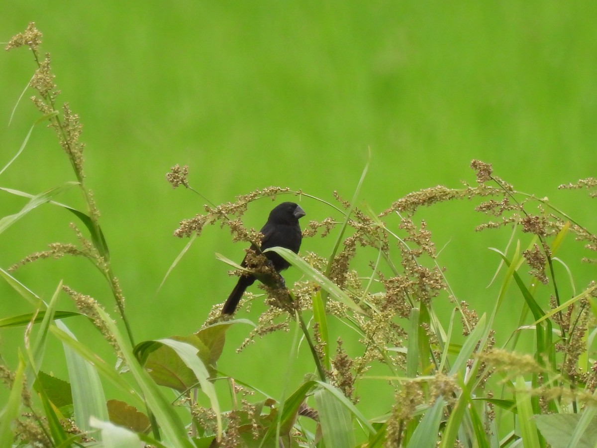 Black-billed Seed-Finch - ML644473119