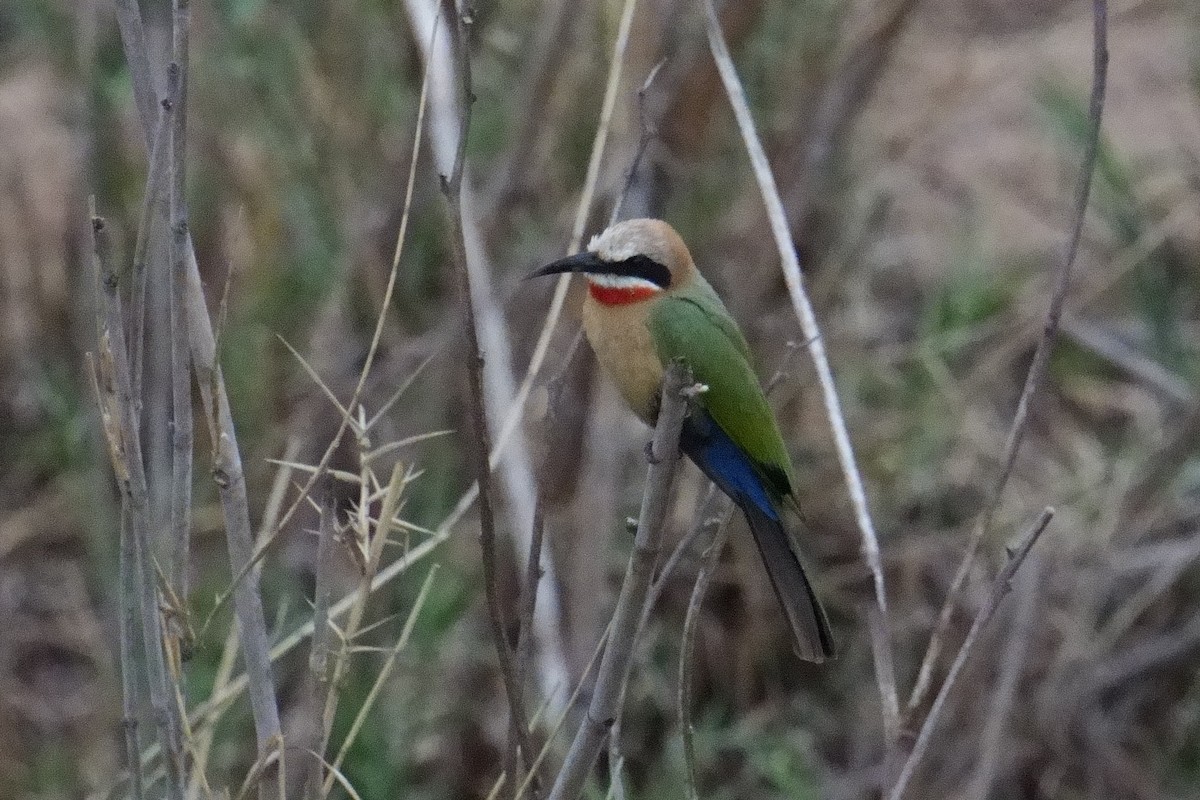 White-fronted Bee-eater - ML644473120