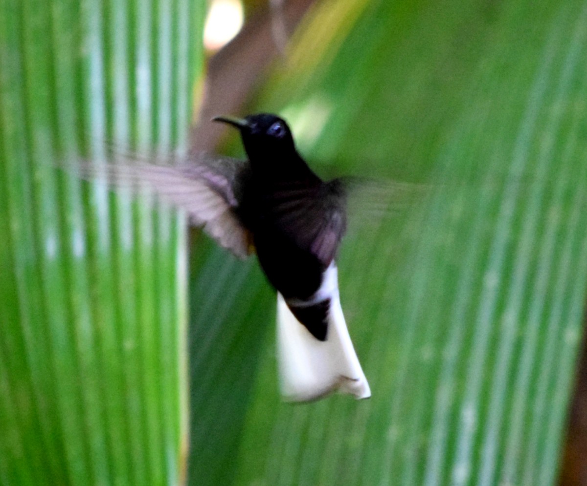 Black Jacobin - ML644473121