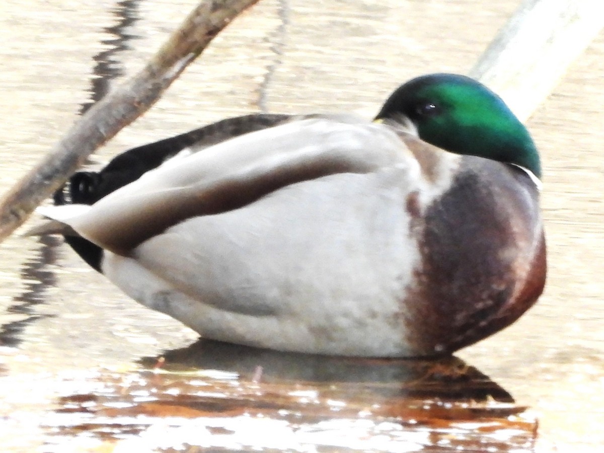 Canard colvert - ML644473122