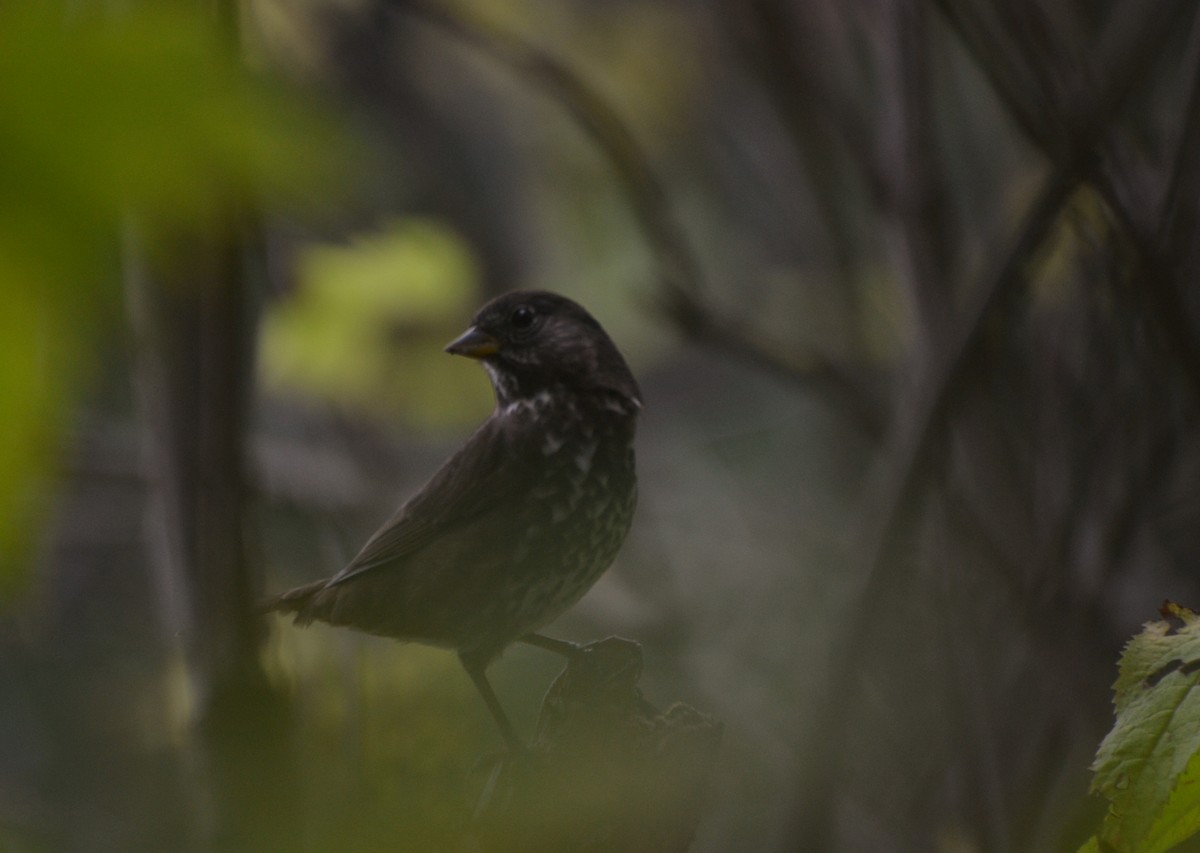 Fox Sparrow - ML644473124