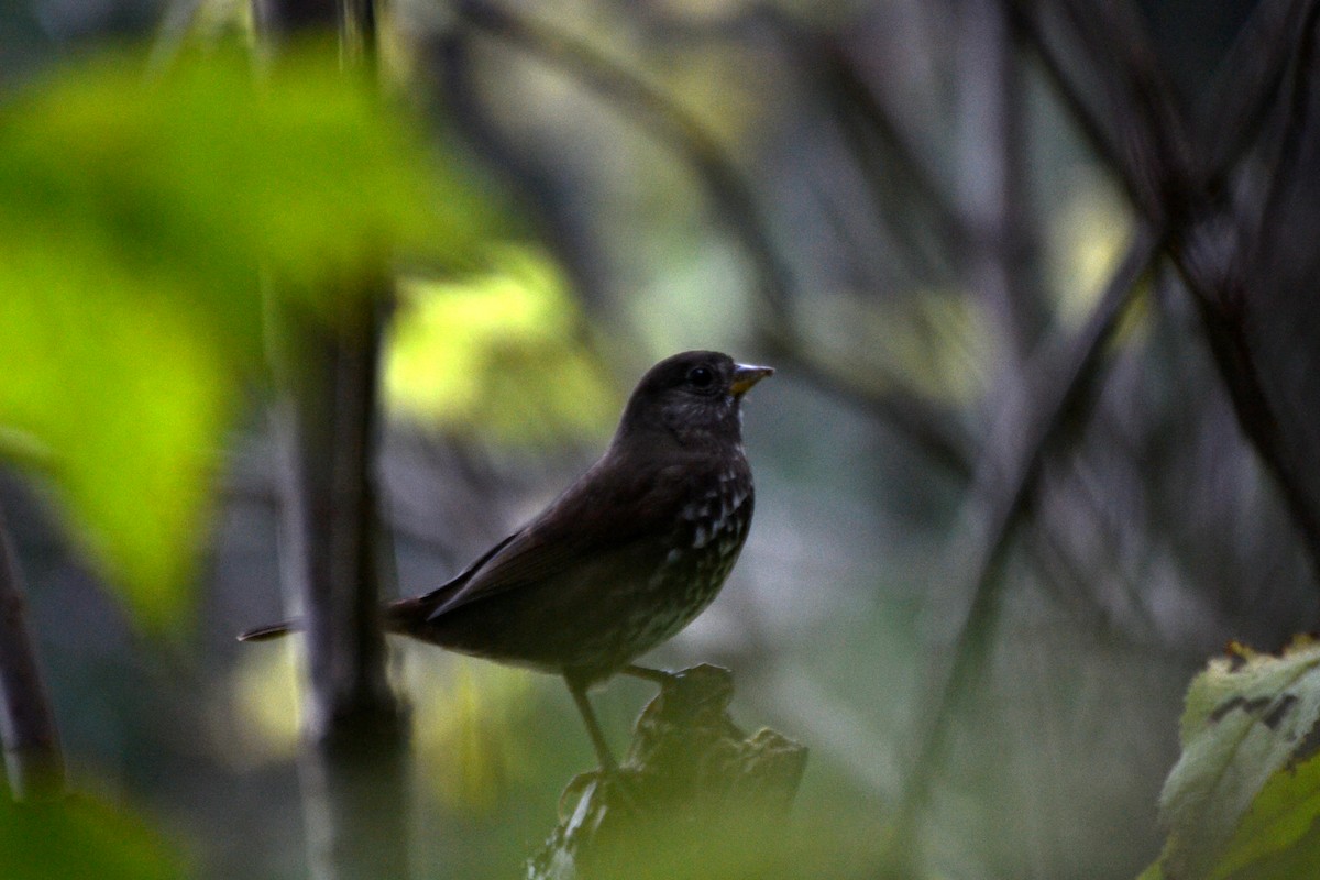 Fox Sparrow - ML644473125