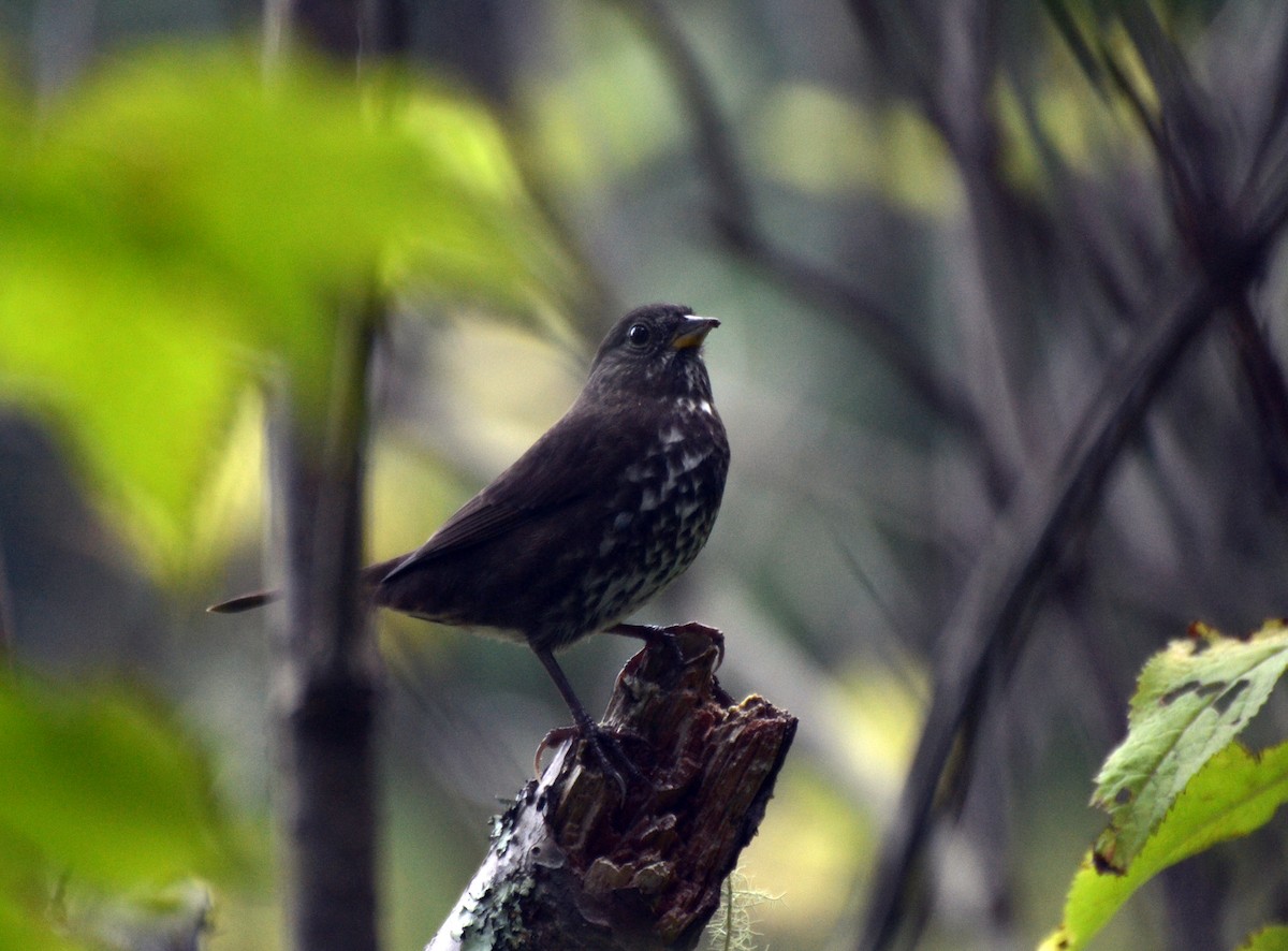 Fox Sparrow - ML644473126