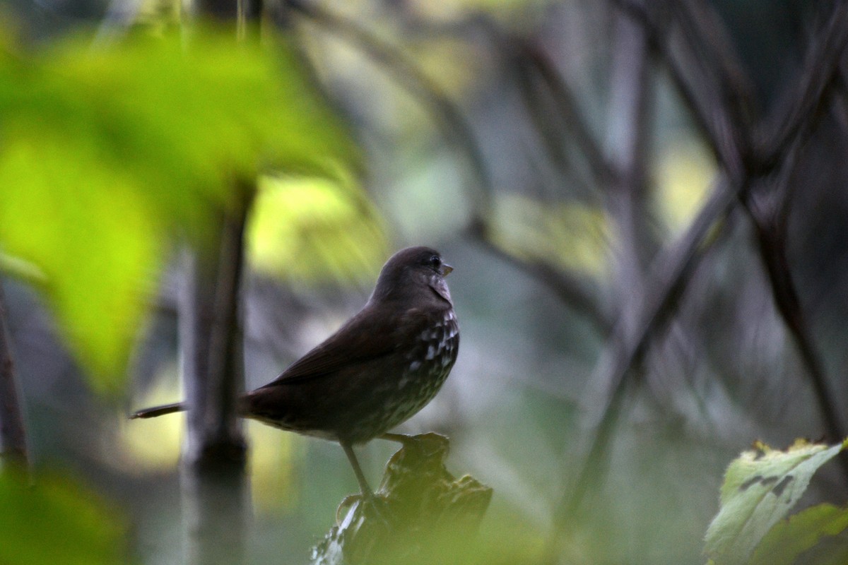 Fox Sparrow - ML644473127