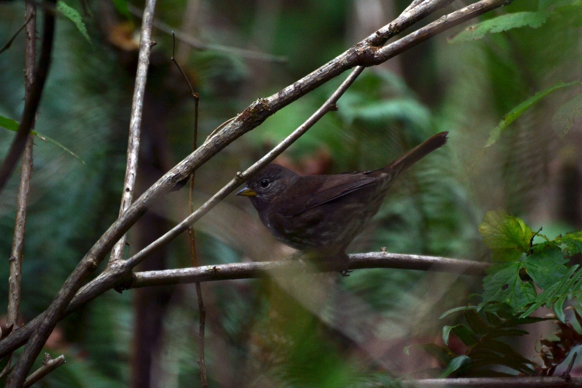 Fox Sparrow - ML644473129