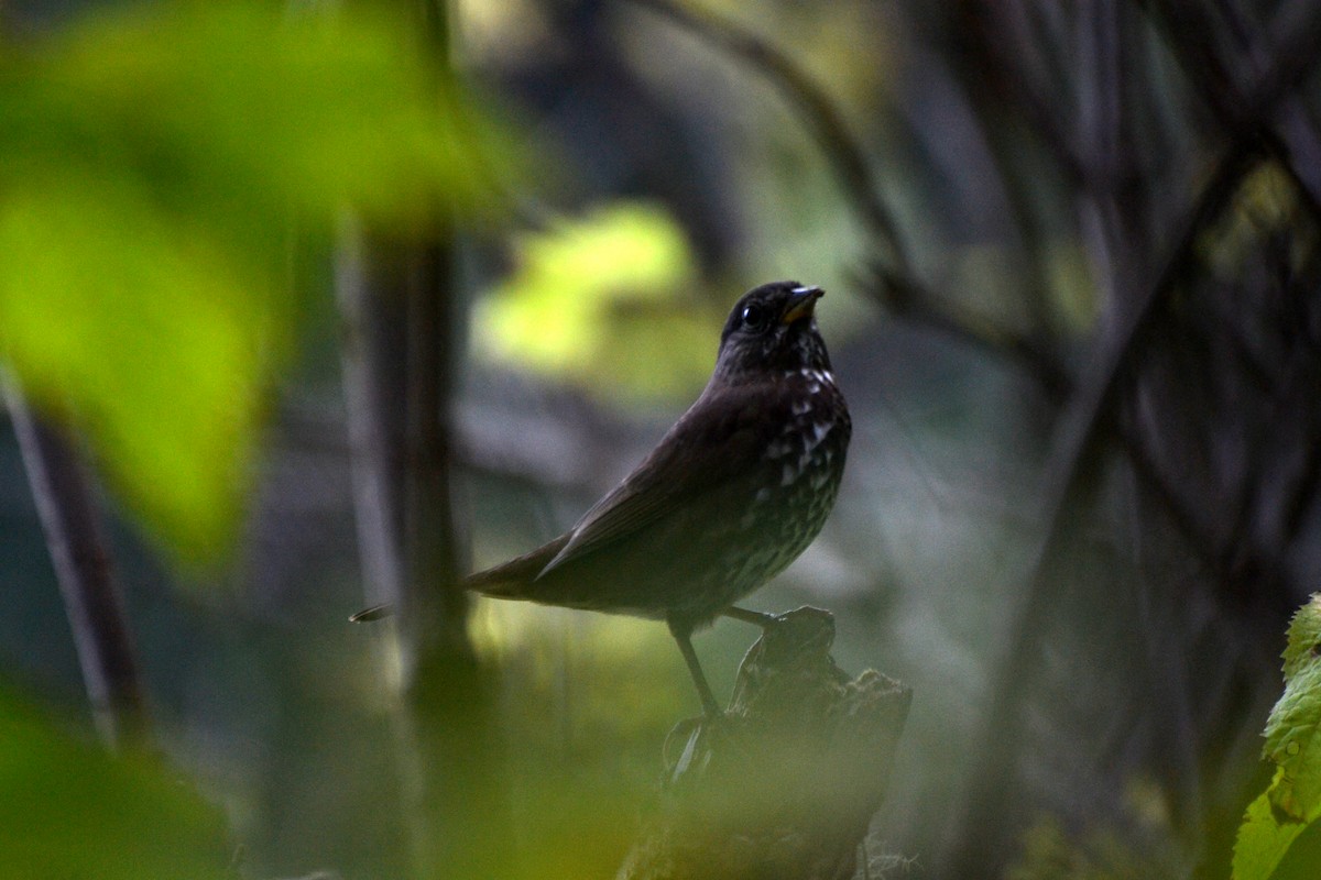 Fox Sparrow - ML644473130