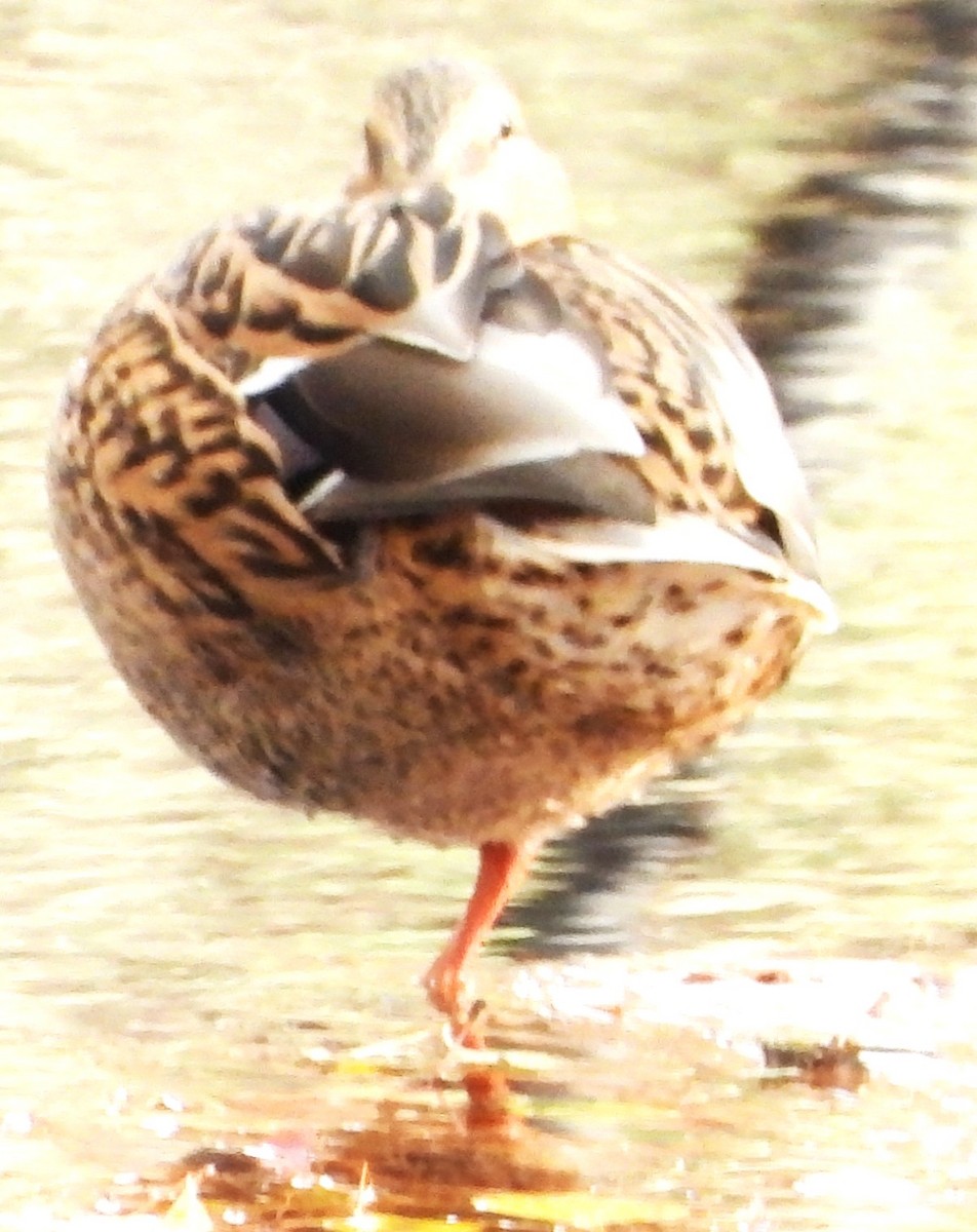 Canard colvert - ML644473131