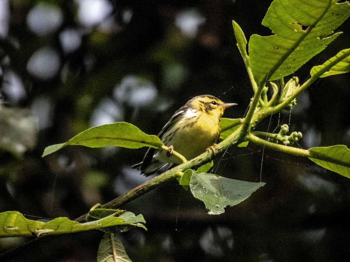 Turuncu Boğazlı Ötleğen - ML644473146