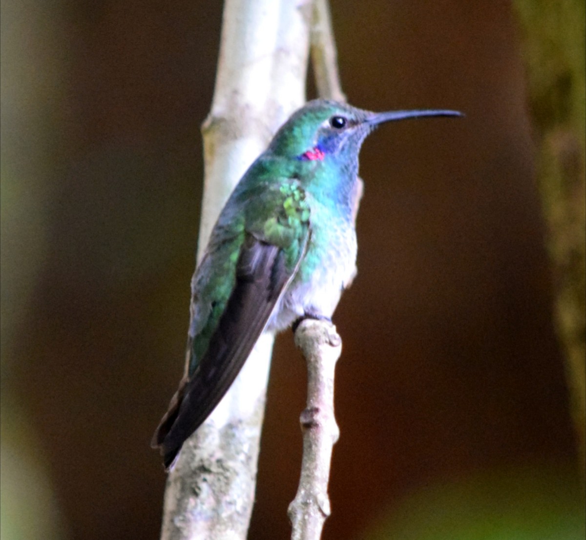 シロハラハチドリ - ML644473153