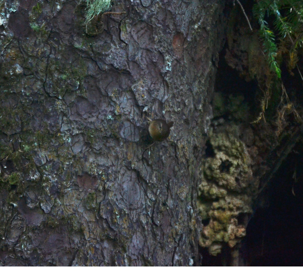 Brown Creeper - ML644473158