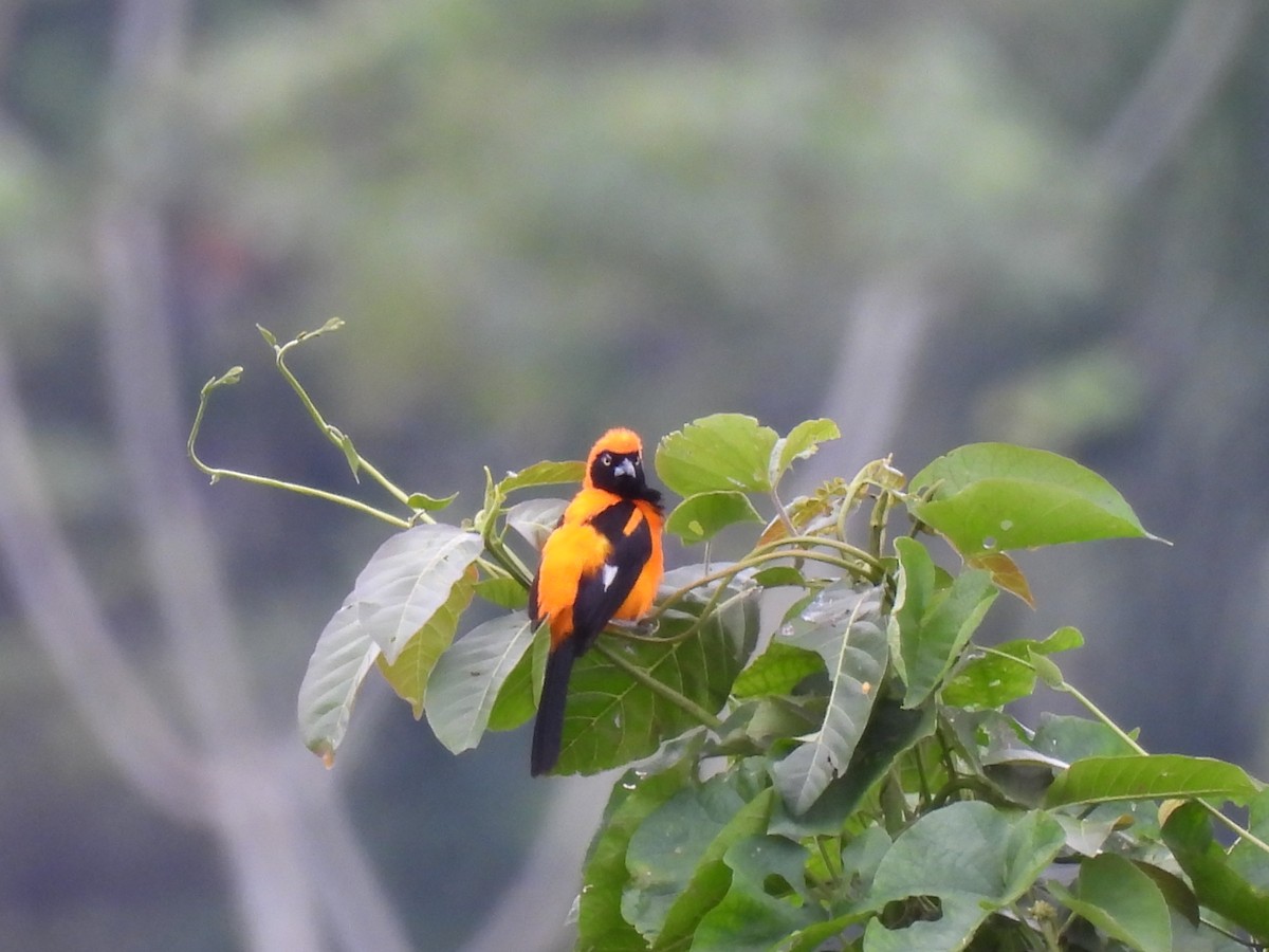 コシアカムクドリモドキ - ML644473159