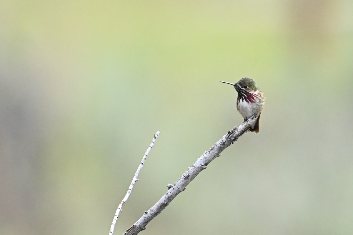 Calliope Hummingbird - ML644473160