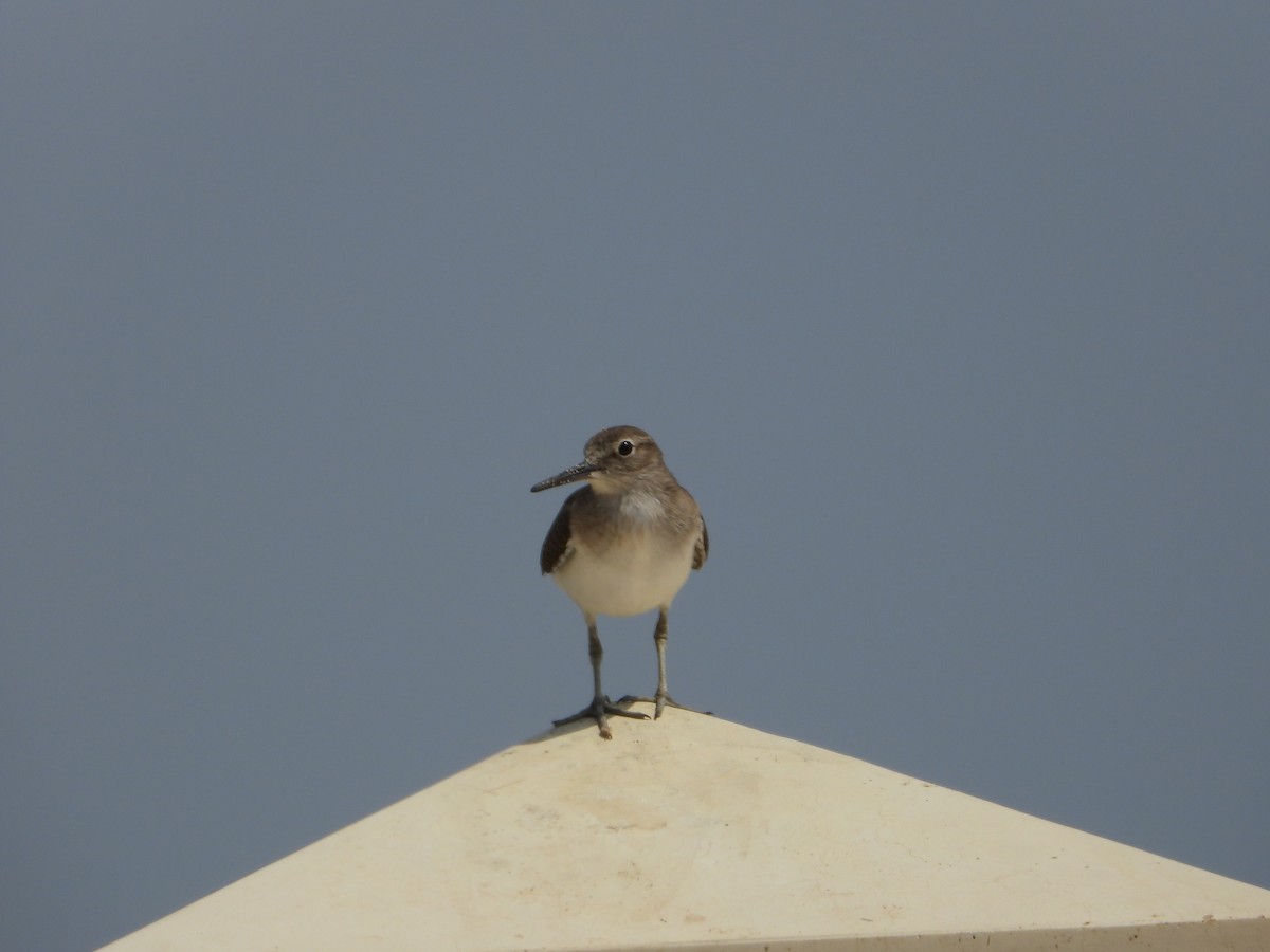 Хайргын хөгчүү - ML644473167