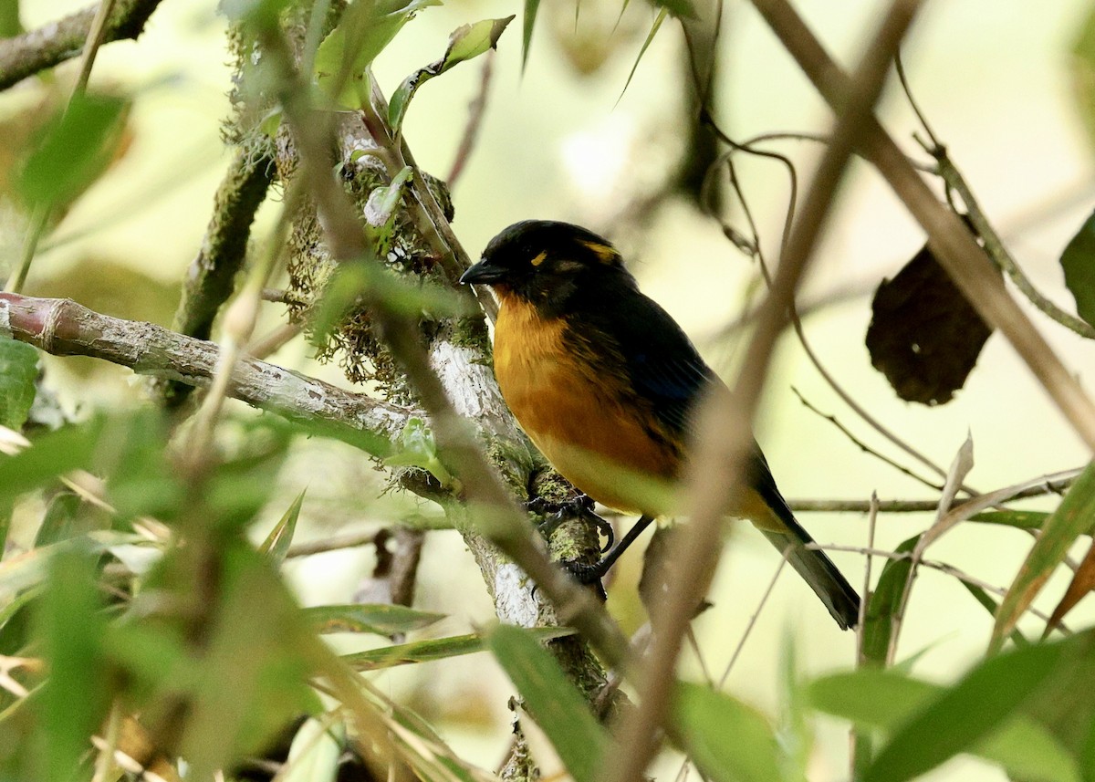 Tangara Lacrimosa - ML644473175