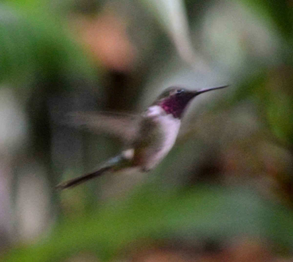Колібрі-аметист білочеревий - ML644473176