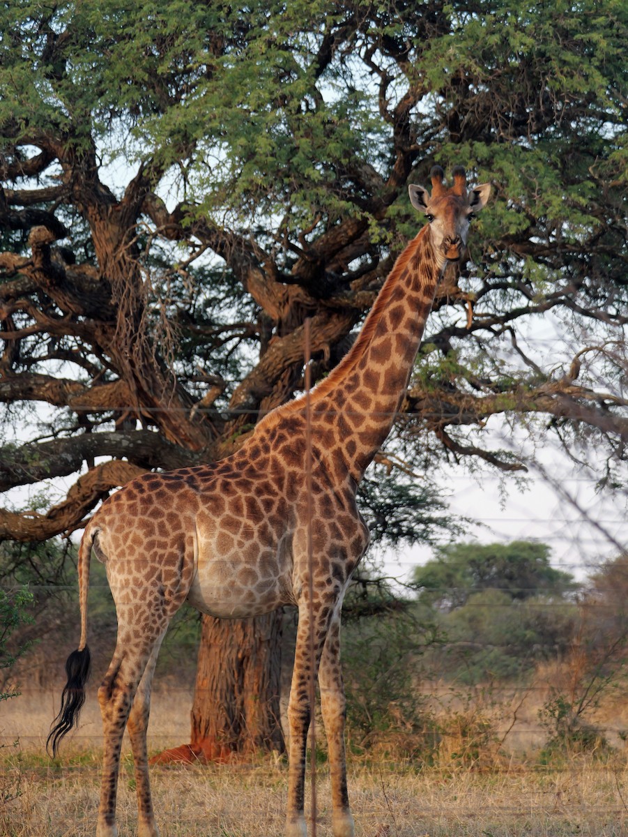 Southern African Giraffe - ML644473177