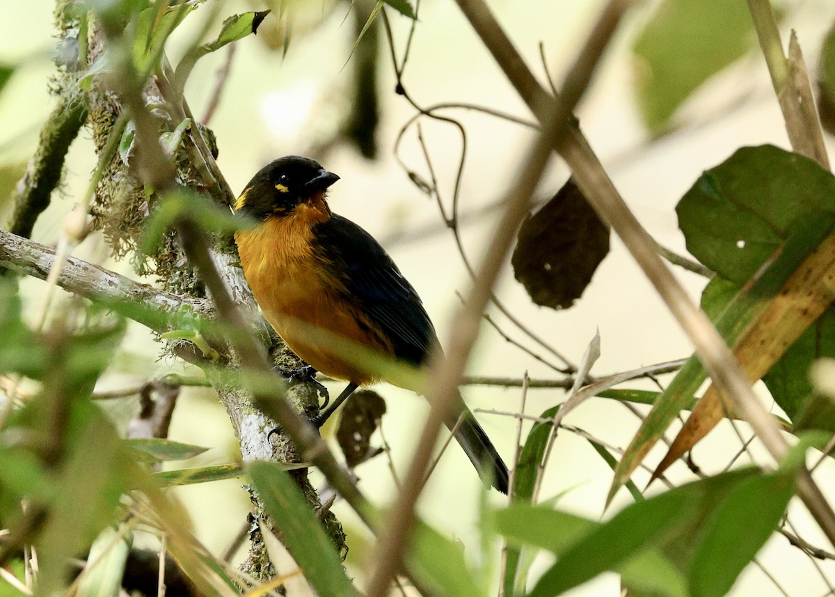 Tangara Lacrimosa - ML644473179