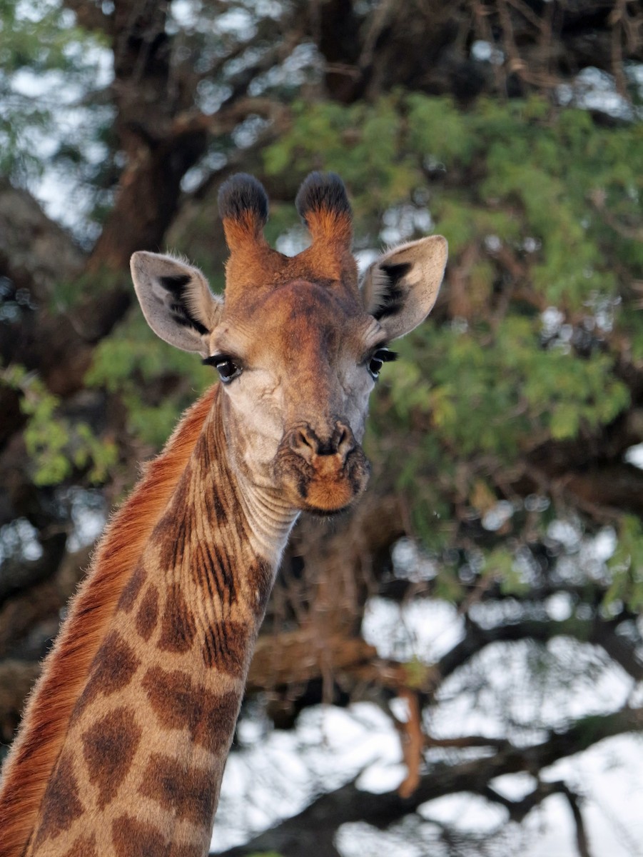 Southern African Giraffe - ML644473186