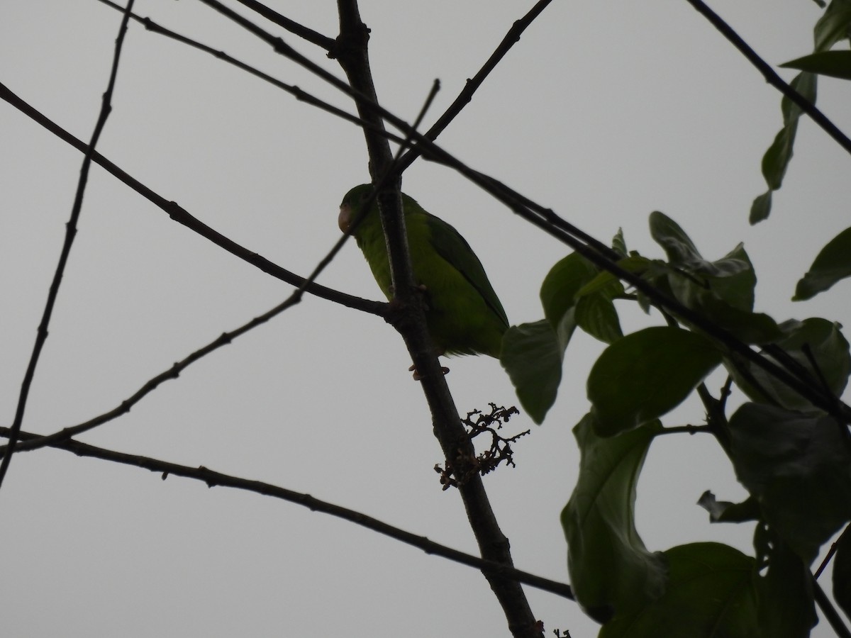 Riparian Parrotlet - ML644473192