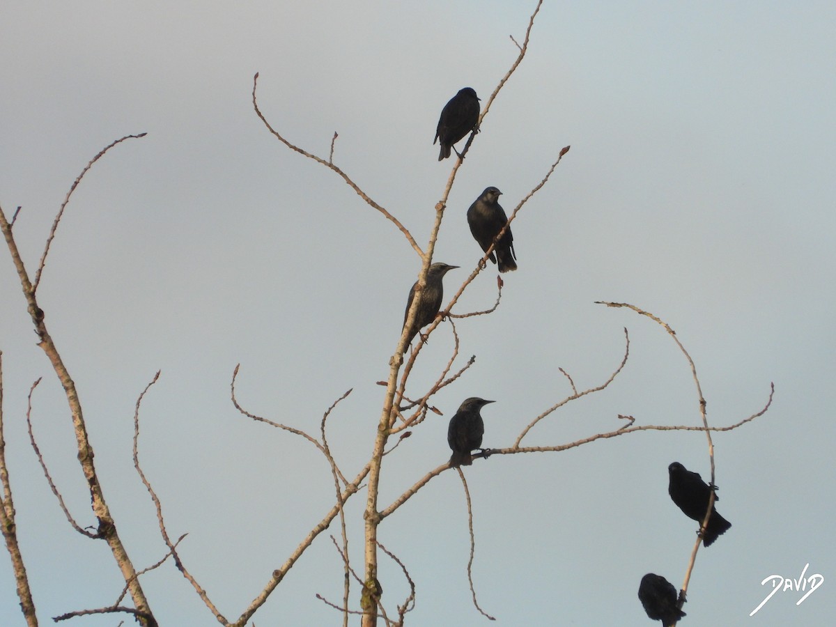 Étourneau unicolore - ML644473195