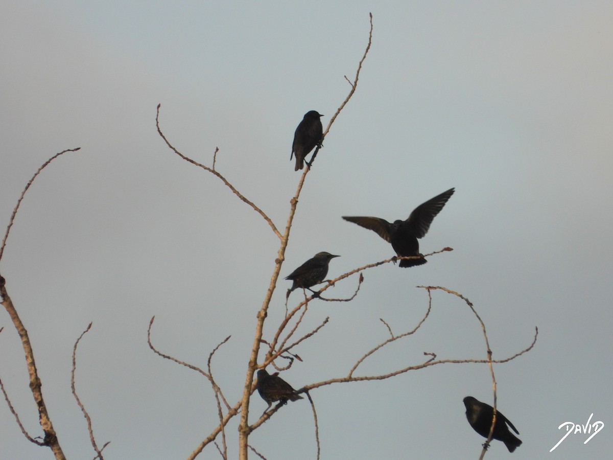 Étourneau unicolore - ML644473196