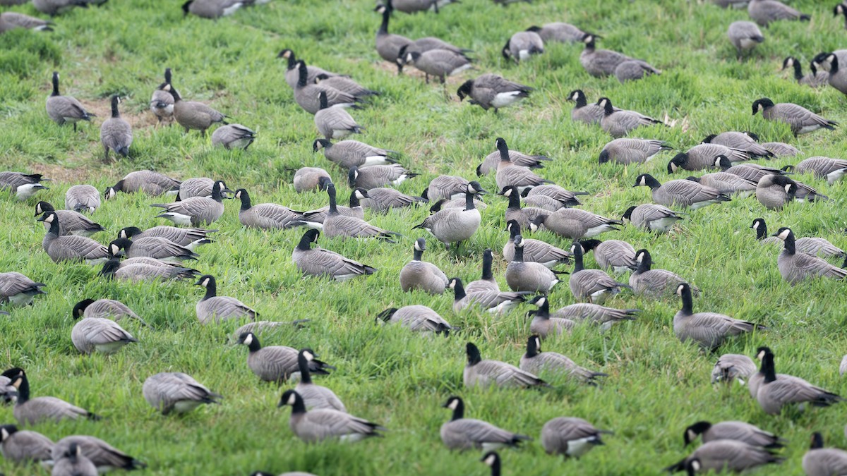 Харлаг галуу - ML644473197