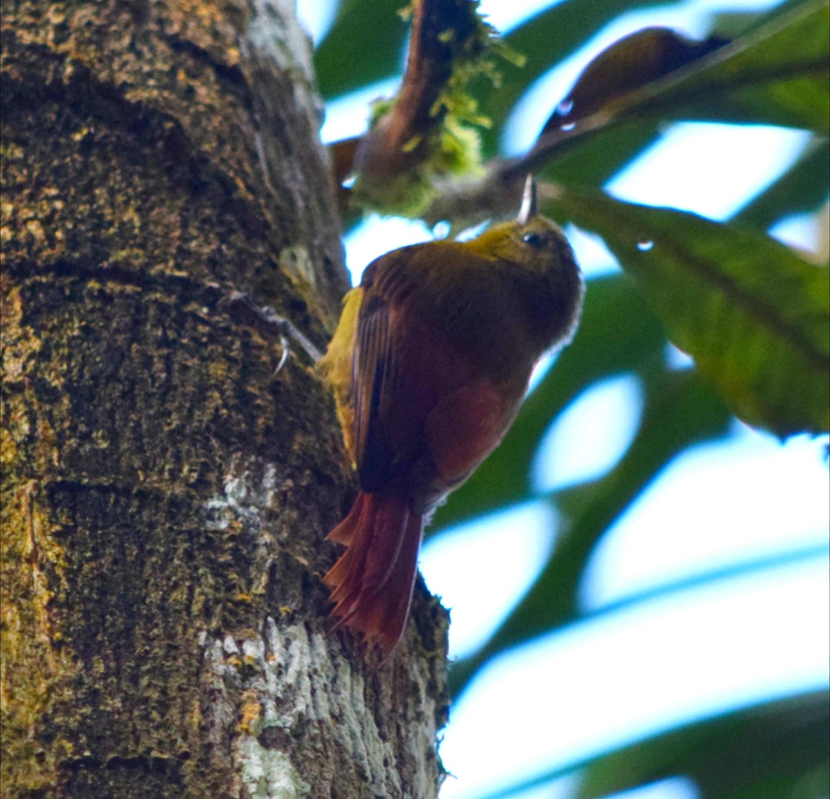 Olivaceous Woodcreeper - ML644473205