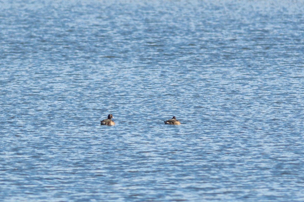 Ferruginous Duck - ML644473210