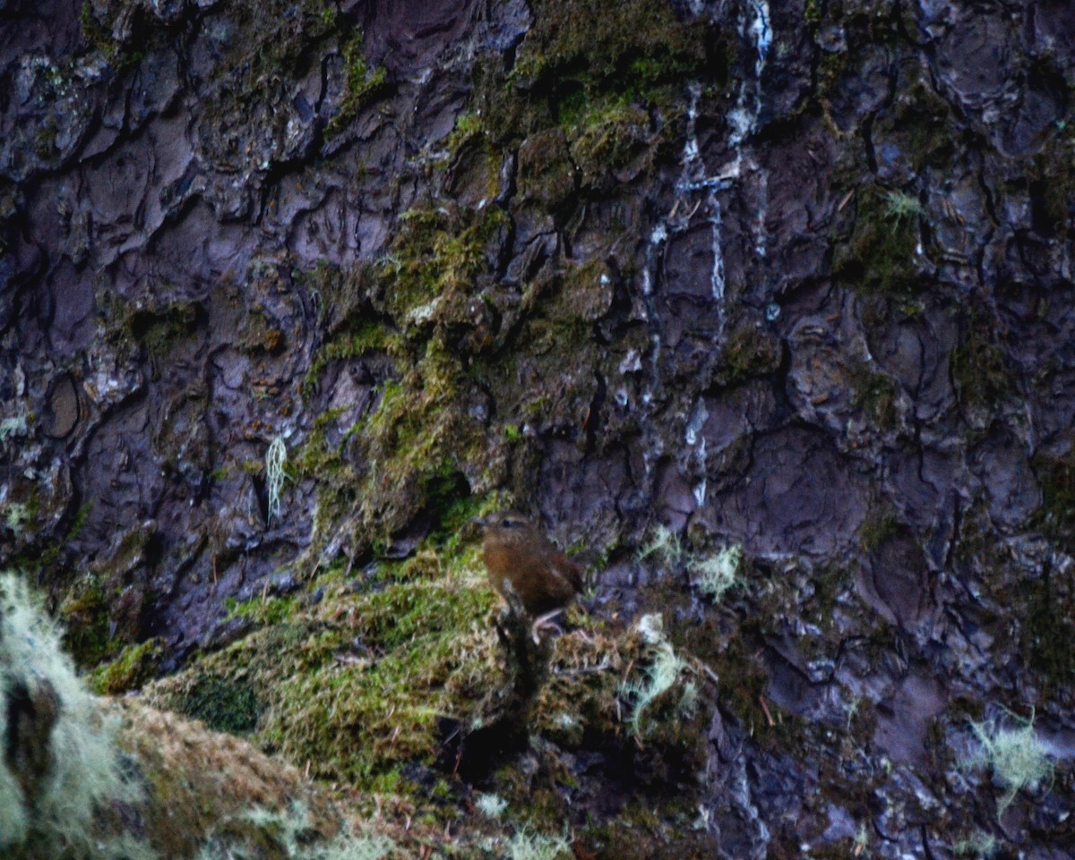 Pacific Wren - ML644473219