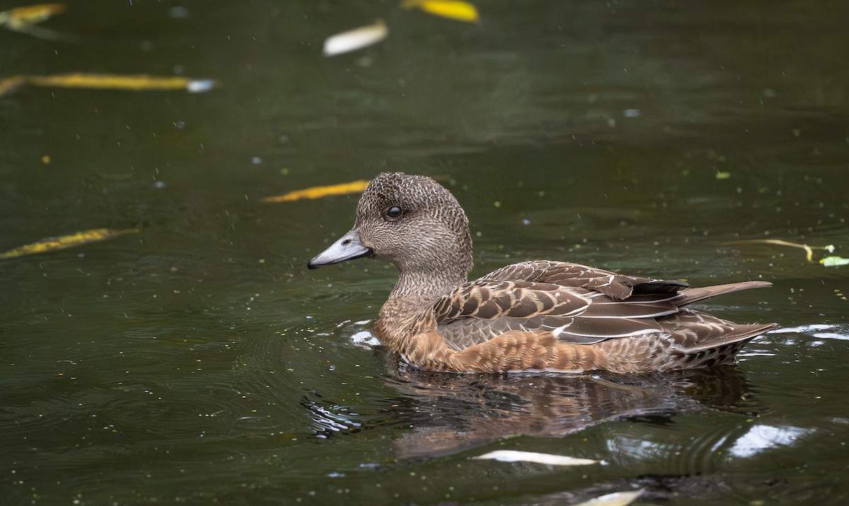 American Wigeon - ML644473225