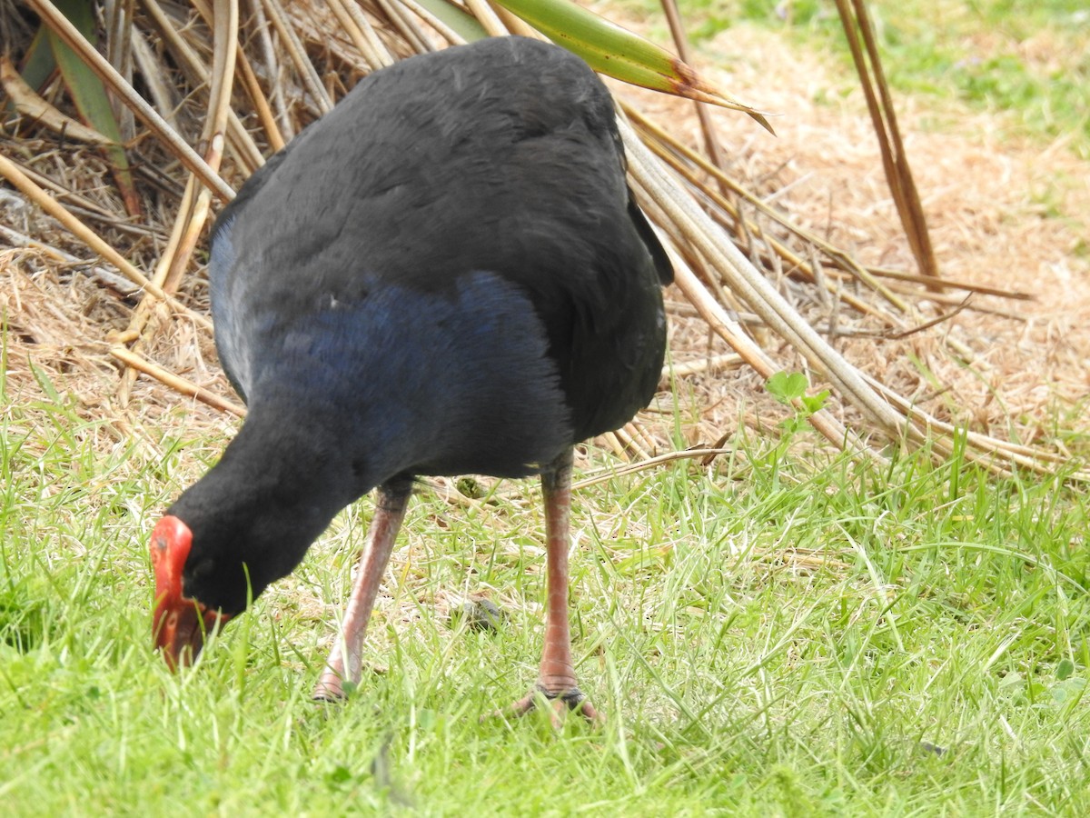 Australasian Swamphen - ML644473228