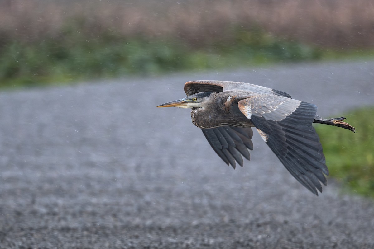 Great Blue Heron - ML644473233