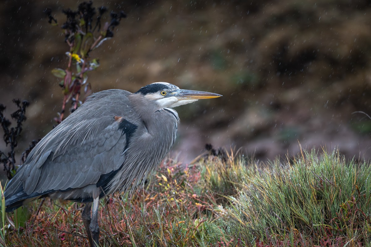 Great Blue Heron - ML644473234