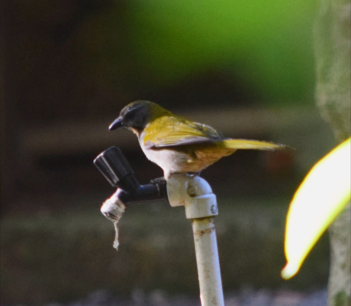Buff-throated Saltator - ML644473237