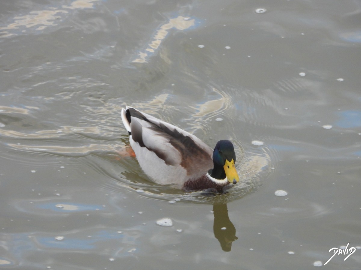 Canard colvert - ML644473240