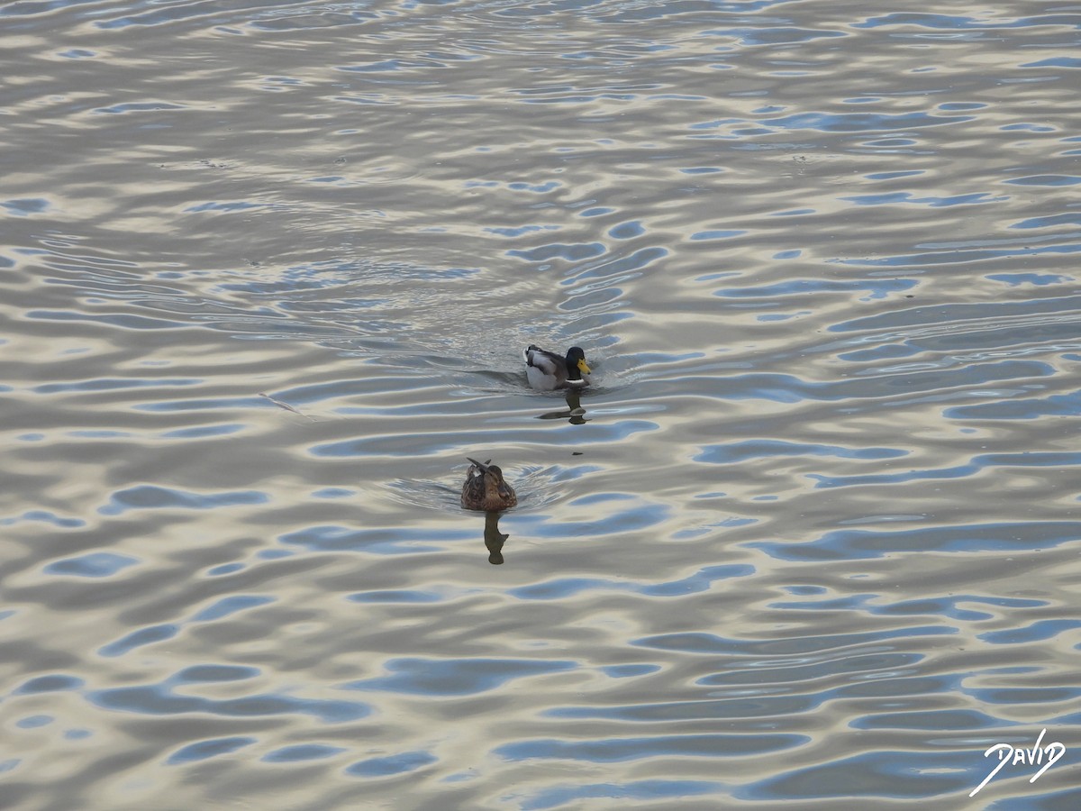 Canard colvert - ML644473241